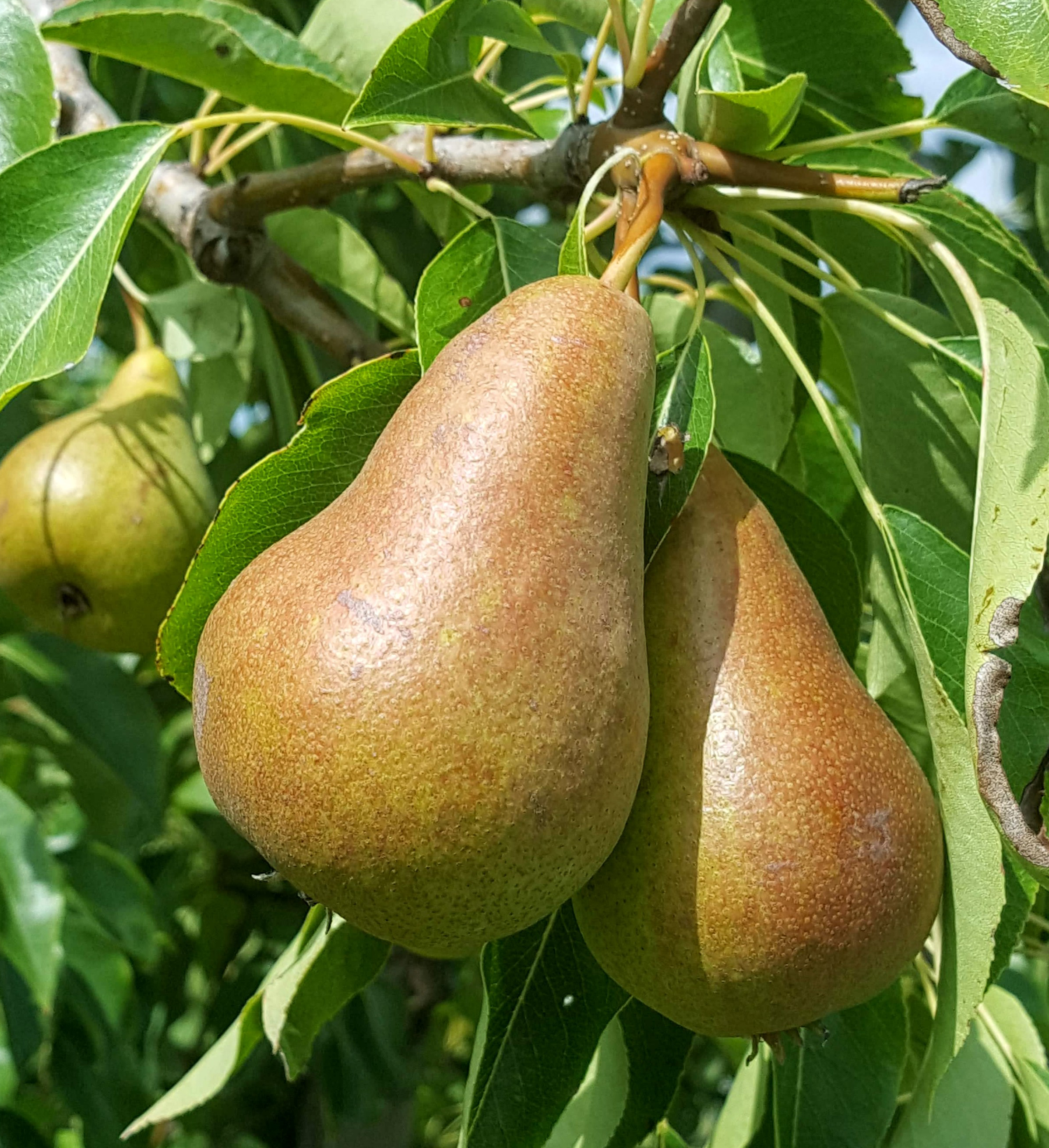 Pears